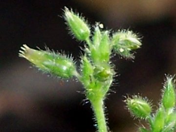 Cerastium glomeratum